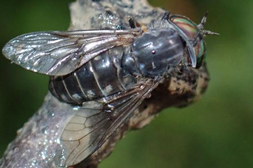 Tabanus quatuornotatus
